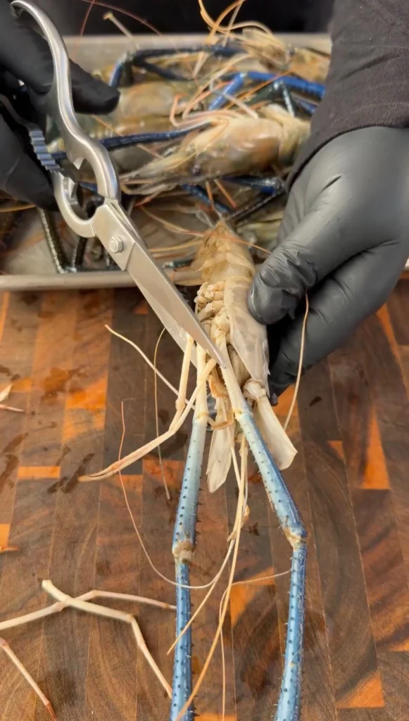 trimming the freshwater prawns