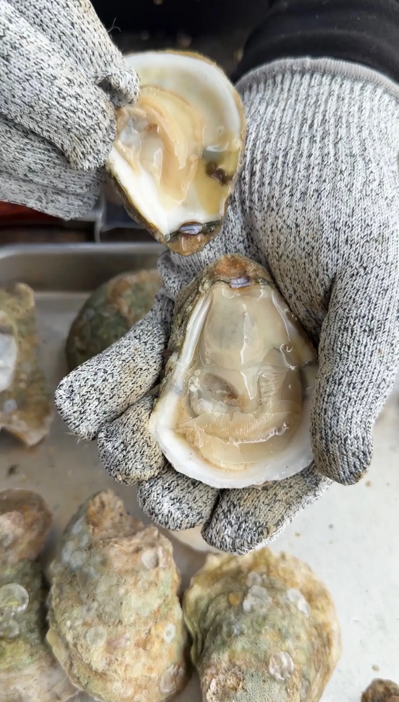 Fresh oysters opened on the half shell held in gloved hands ready for grilling
