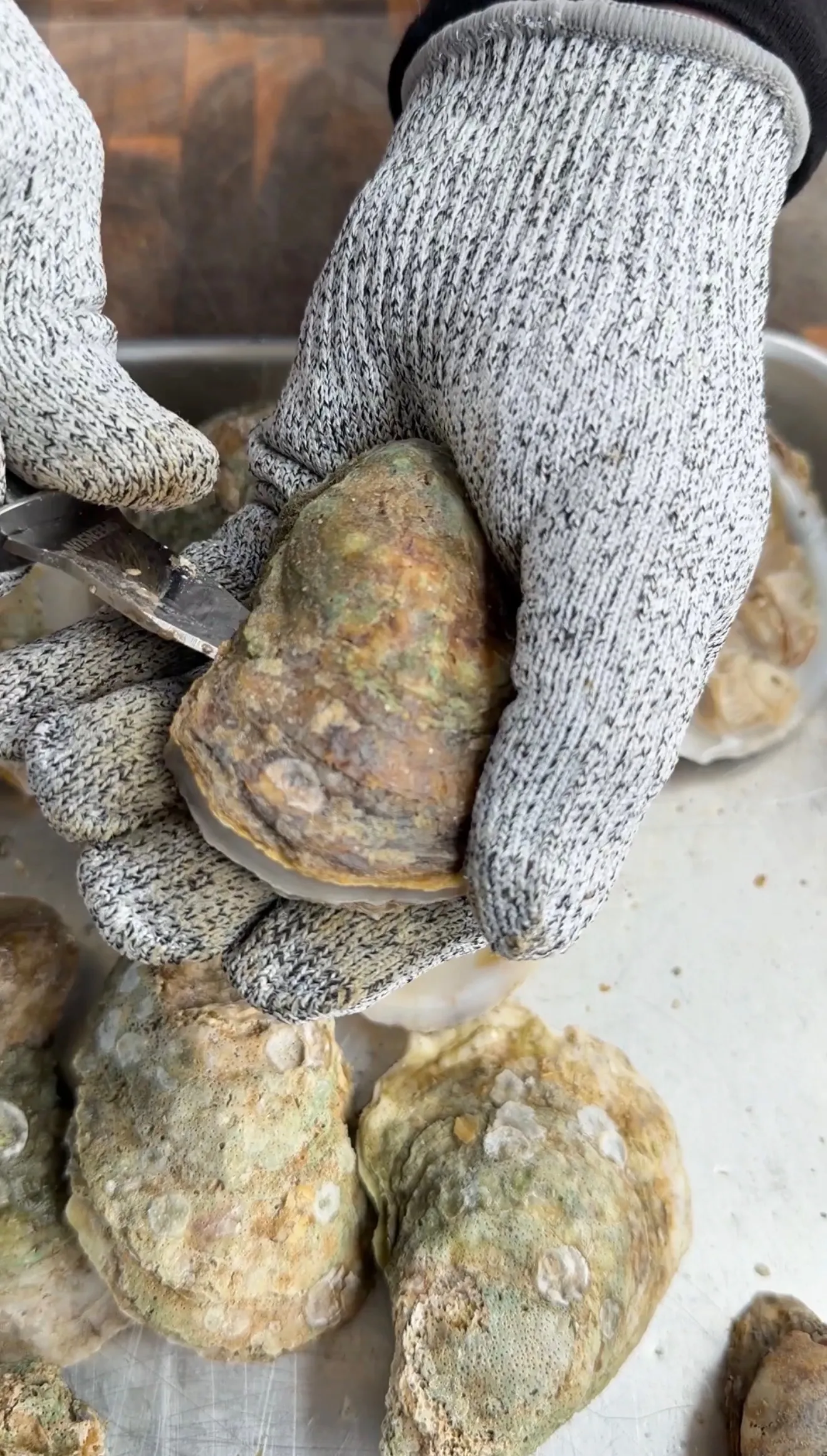 Fresh raw oysters being shucked with an oyster knife on a cutting board